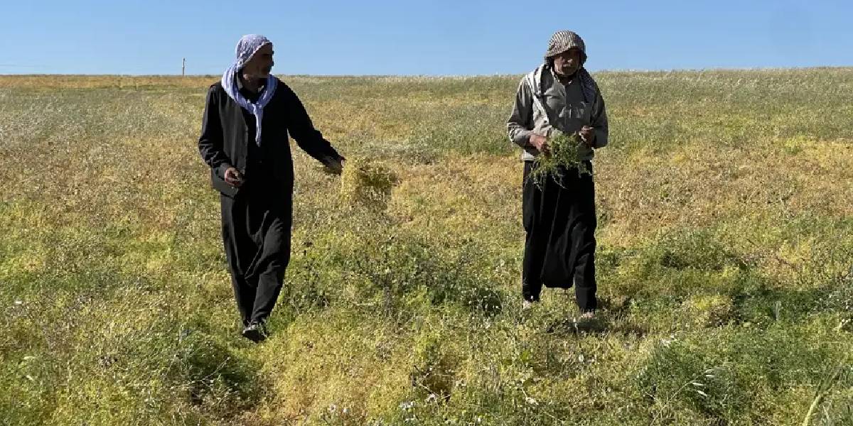 urfada-kirmizi-mercimek-hasadi-1.jpg