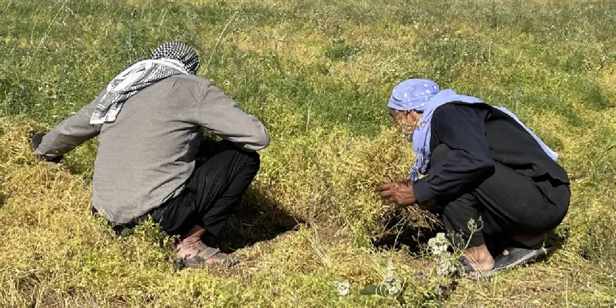 urfada-kirmizi-mercimek-hasadi-2.jpg
