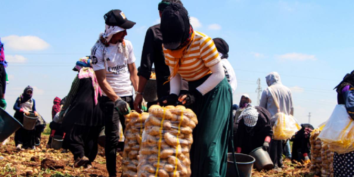 adanada-patates-hasadi-1.jpg