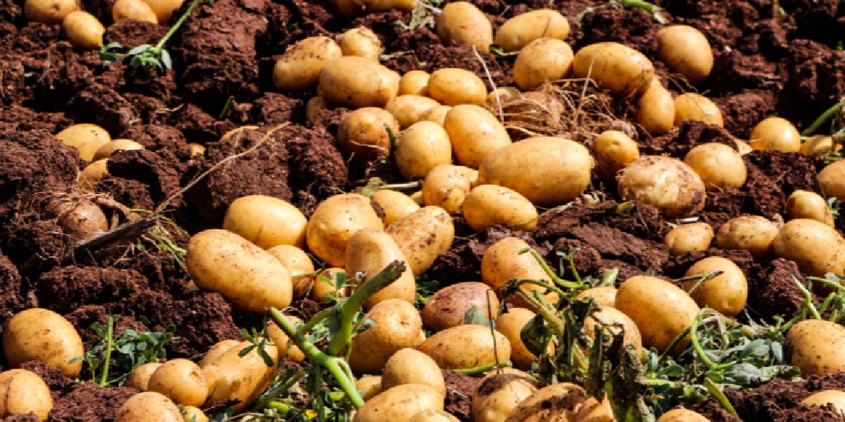 adanada-patates-hasadi-3.jpg