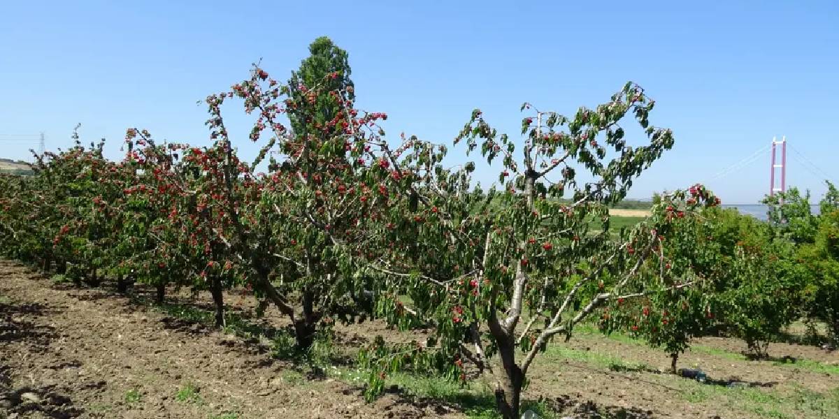 canakkalede-kiraz-uretimi-1.jpg