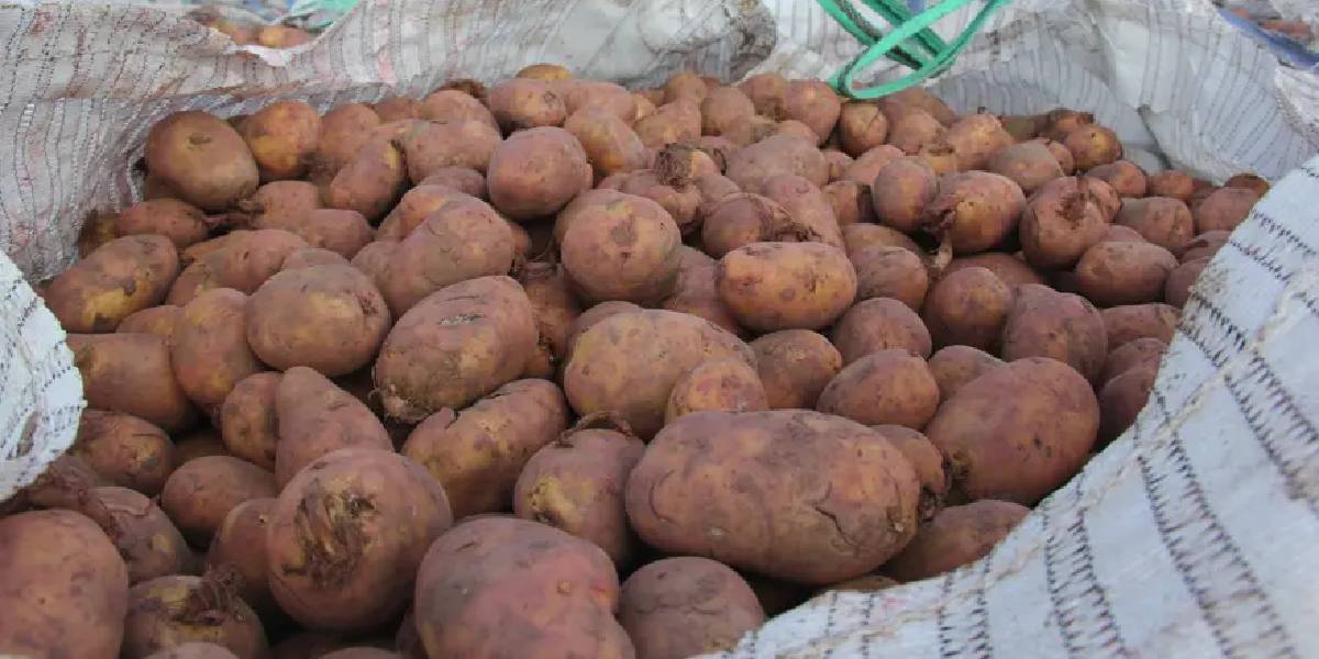sivasta-patates-ekimi-2.jpg
