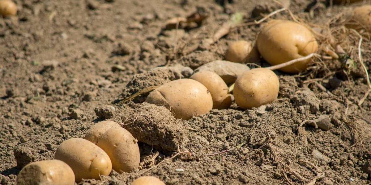 curumus-patates-1.jpg