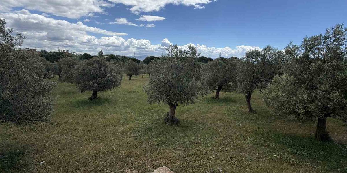 zeytin-ureticilerine-el-nino-uyarisi-1.jpg