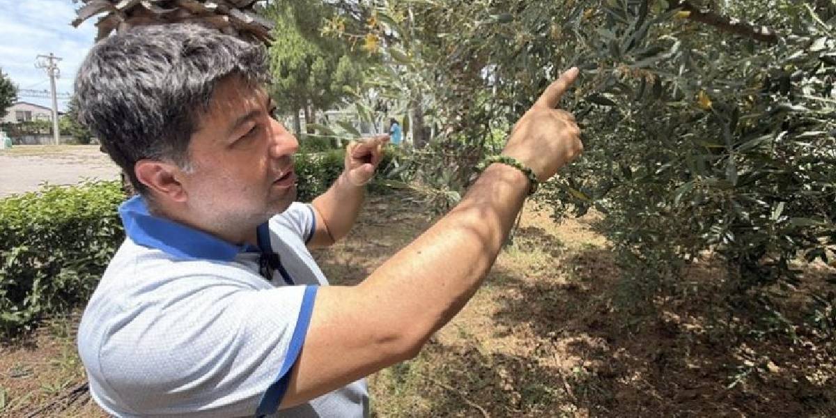 zeytin-ureticilerine-el-nino-uyarisi-2.jpg
