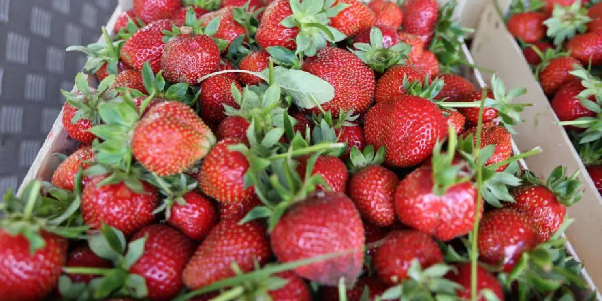 aydinda-cilek-hasadi-3.jpg