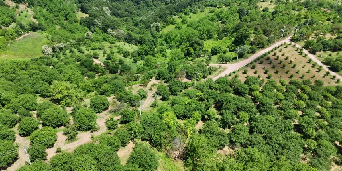 kocaelinde-esme-erigi-hasadi-basladi-1.jpg
