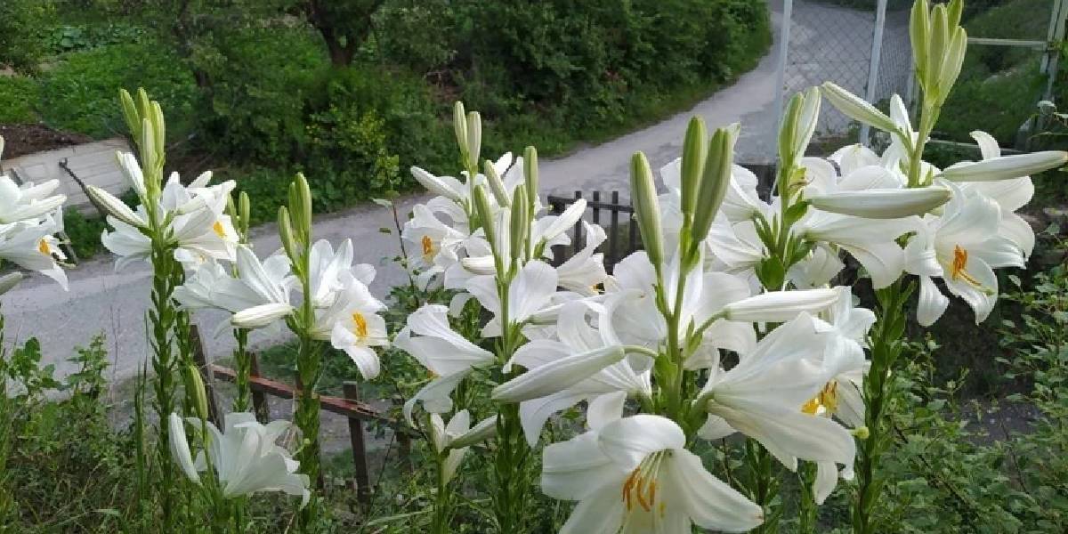 akzambak-3.jpg