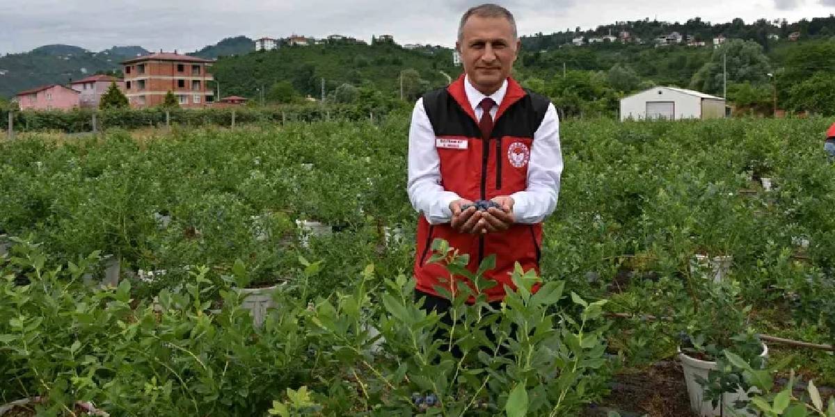 orduda-maviyemis-uretimi-1.jpg