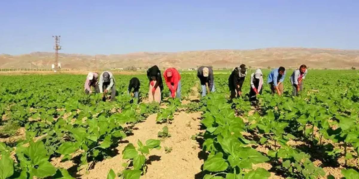kayseride-tarim-iscilerinin-zorlu-mesaisi-2.jpg