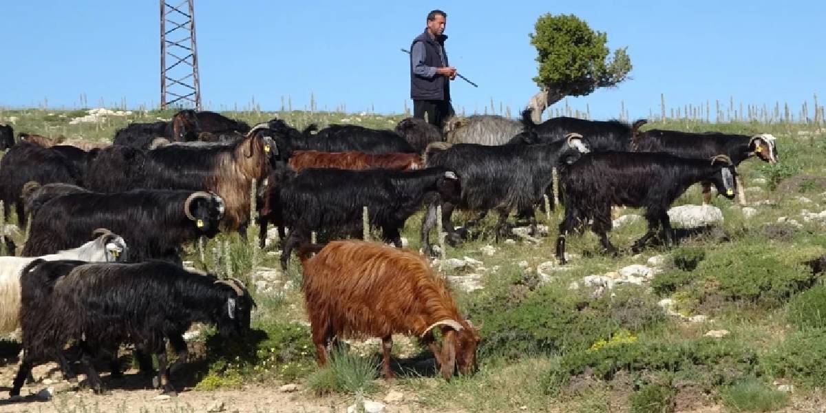 mersinde-yayla-gocu-basladi-2.jpg