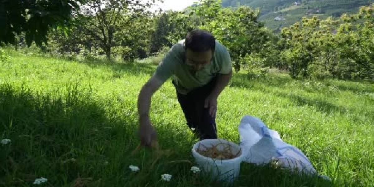 kestane-ciceginde-hasat-basladi-1.jpg