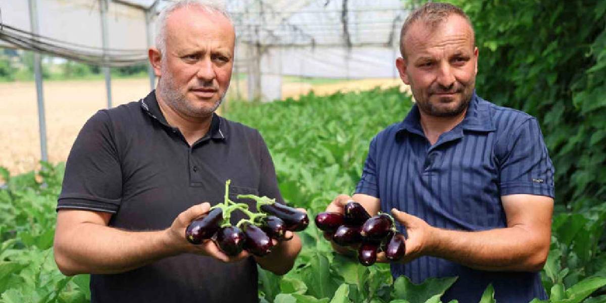 kocaelide-ozel-serada-hasat-3.jpg