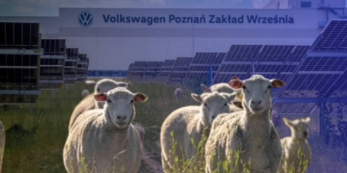 volkswagen-100-koyun-aldi-1.jpg