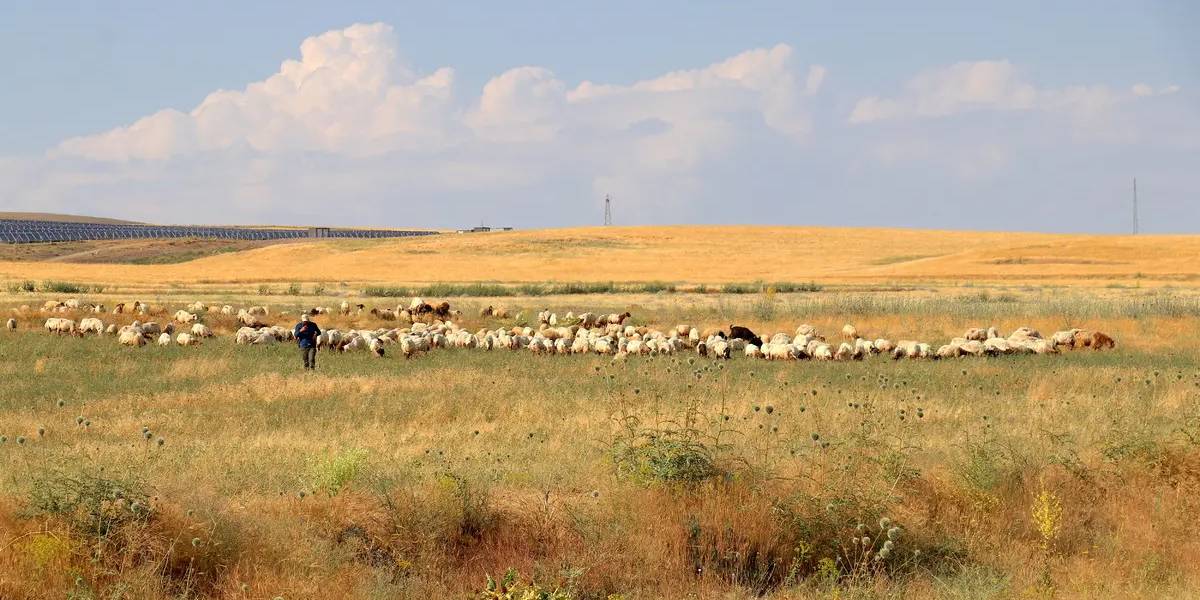 vanda-koyun-yetistiren-gulcin-sahar-2.jpg