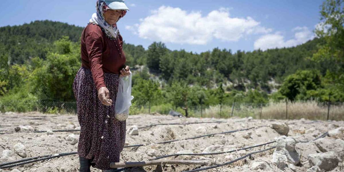 mersinde-leklek-fasulyesi-ekimi-1.jpg