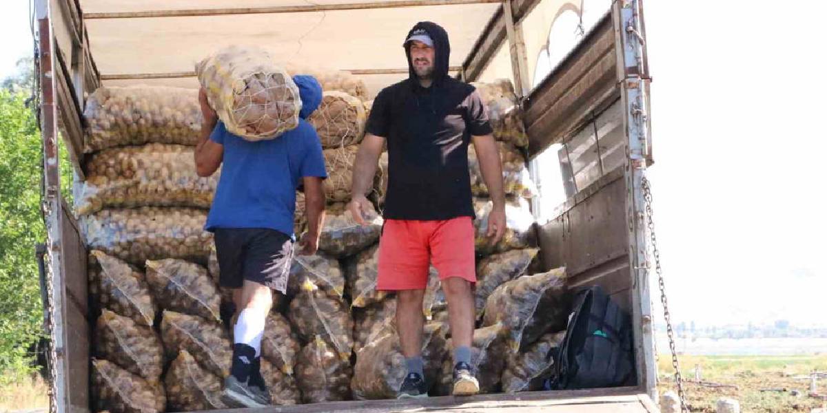 afyonda-patates-hasadi-2.jpg