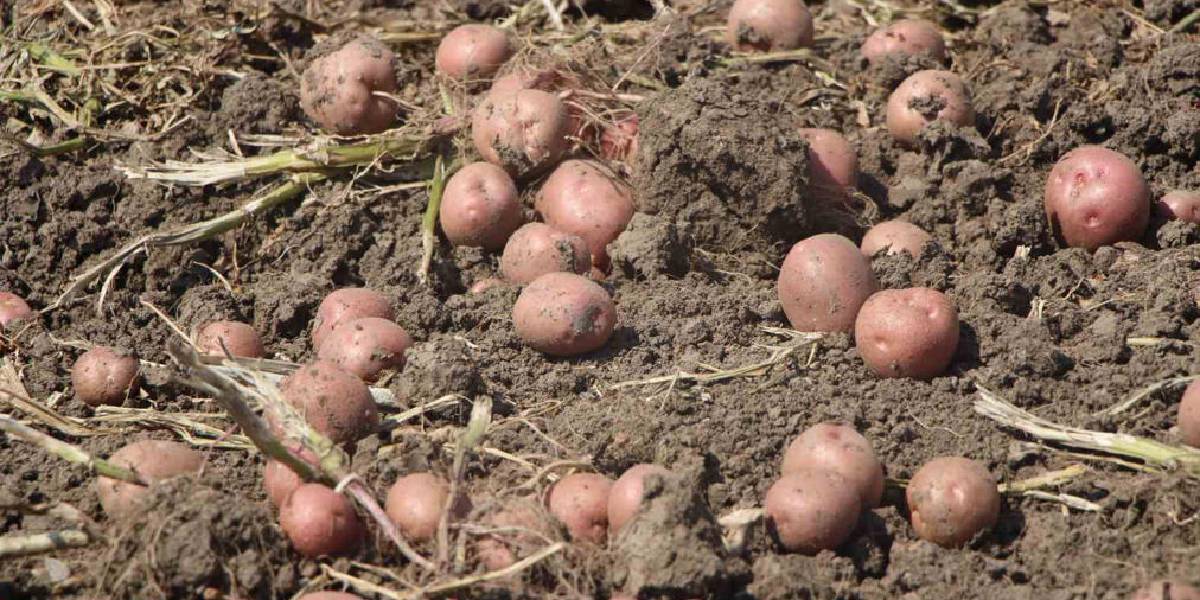 amasyada-patates-hasadi-2.jpg