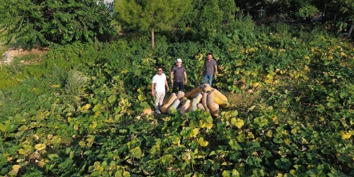 antalyada-balkabagi-hasadi-1.jpg