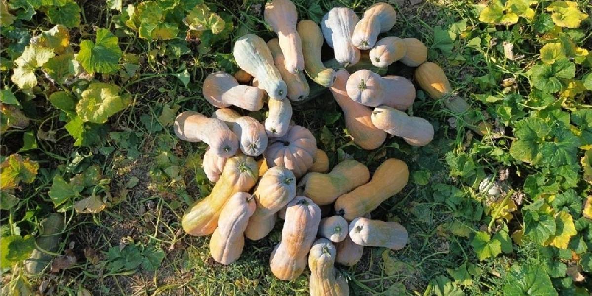 antalyada-balkabagi-hasadi-2.jpg