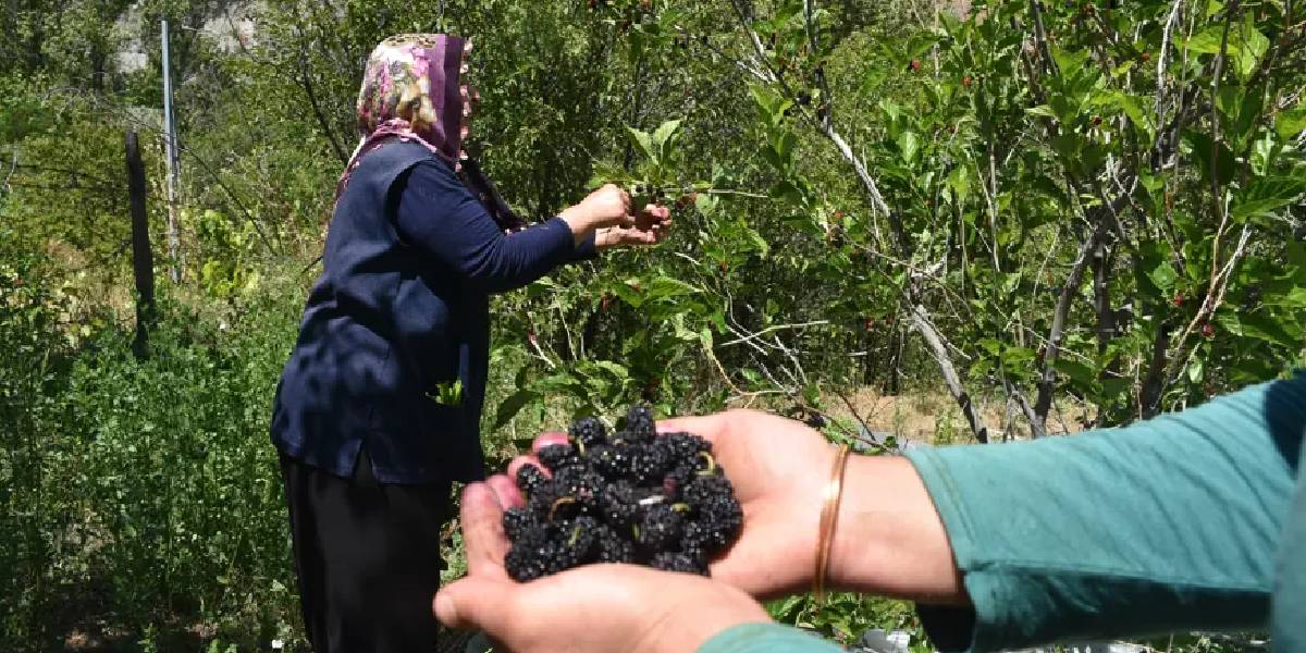 gumushanede-dut-pekmezi-1.jpg