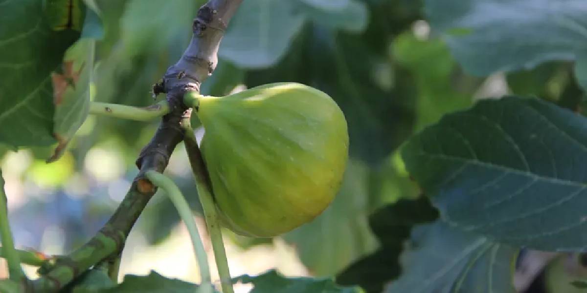 manisa-turgutluda-yediveren-inciri-hasadi-1.jpg