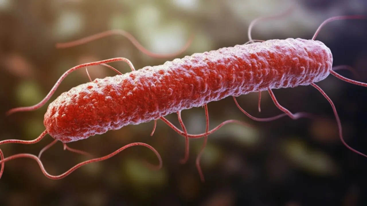 listeria-bakterisi-cikan-marka-hangisi-listeria-bakterisi-nedir-nasil-olusur-ne-yapar-nelerde-bulunur.webp