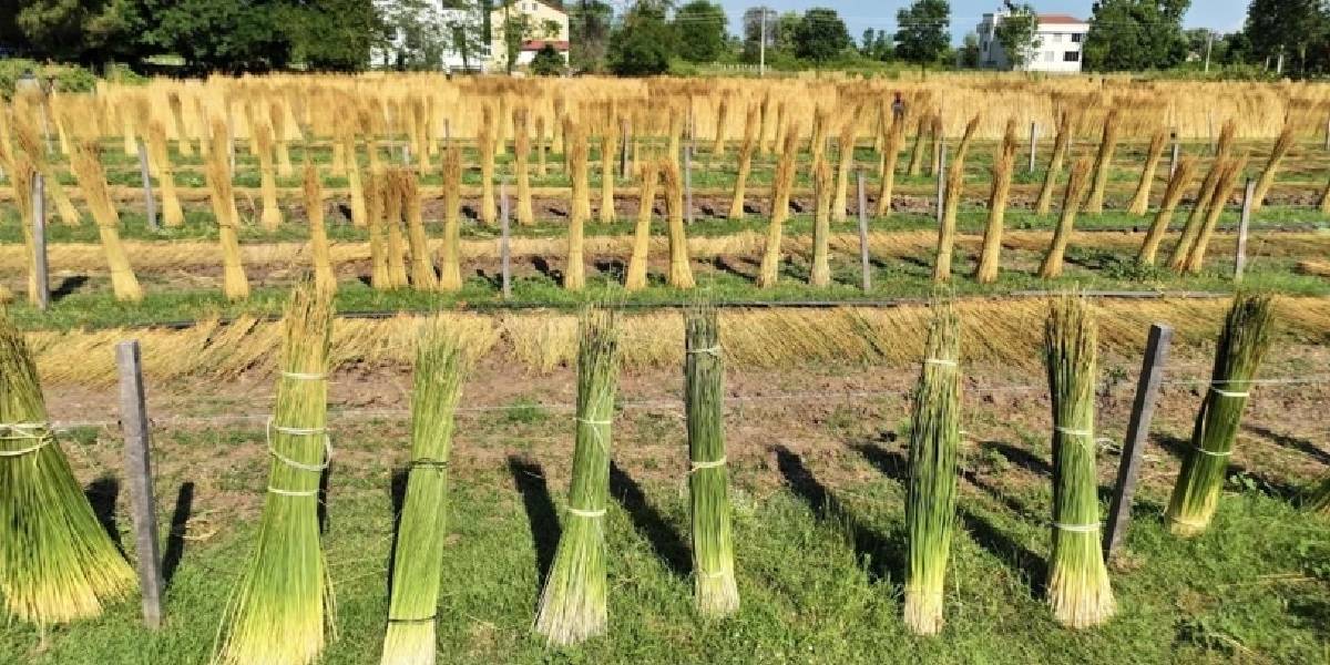 samsunda-goga-otu-1.jpg