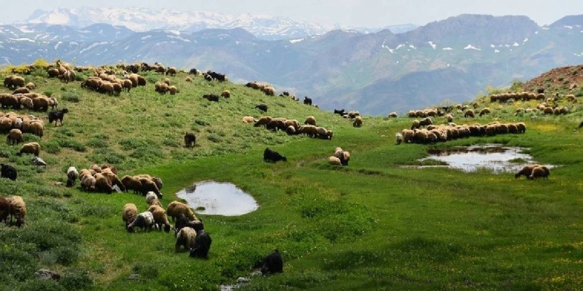 sirnak-farasin-yaylasi-2.jpg