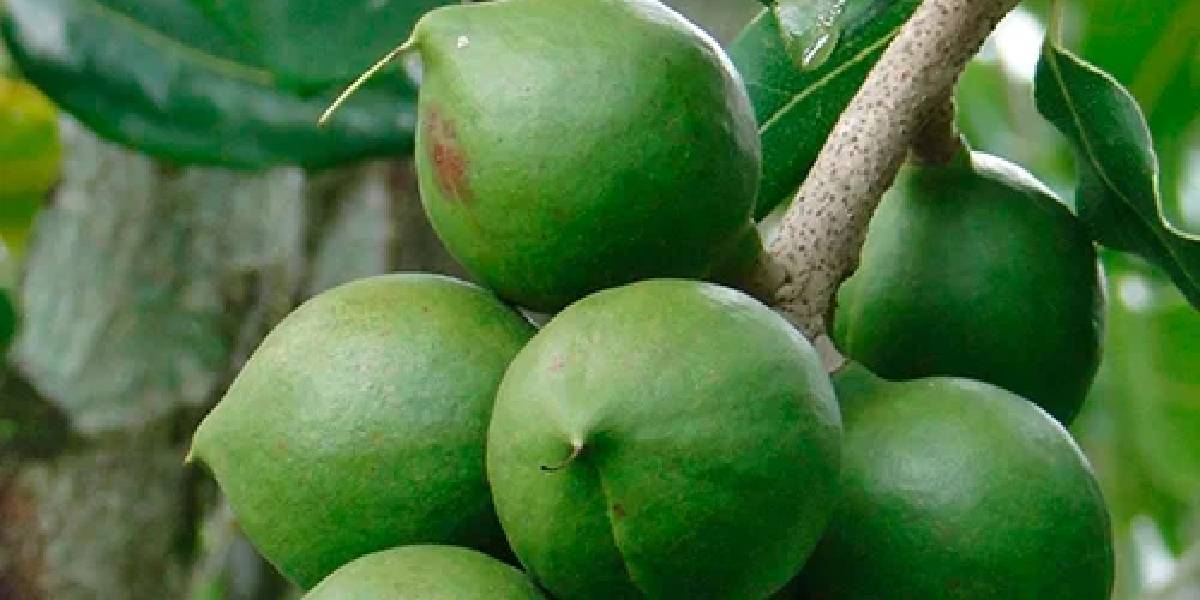 macadamia-uretimi-turkiye-1.jpg