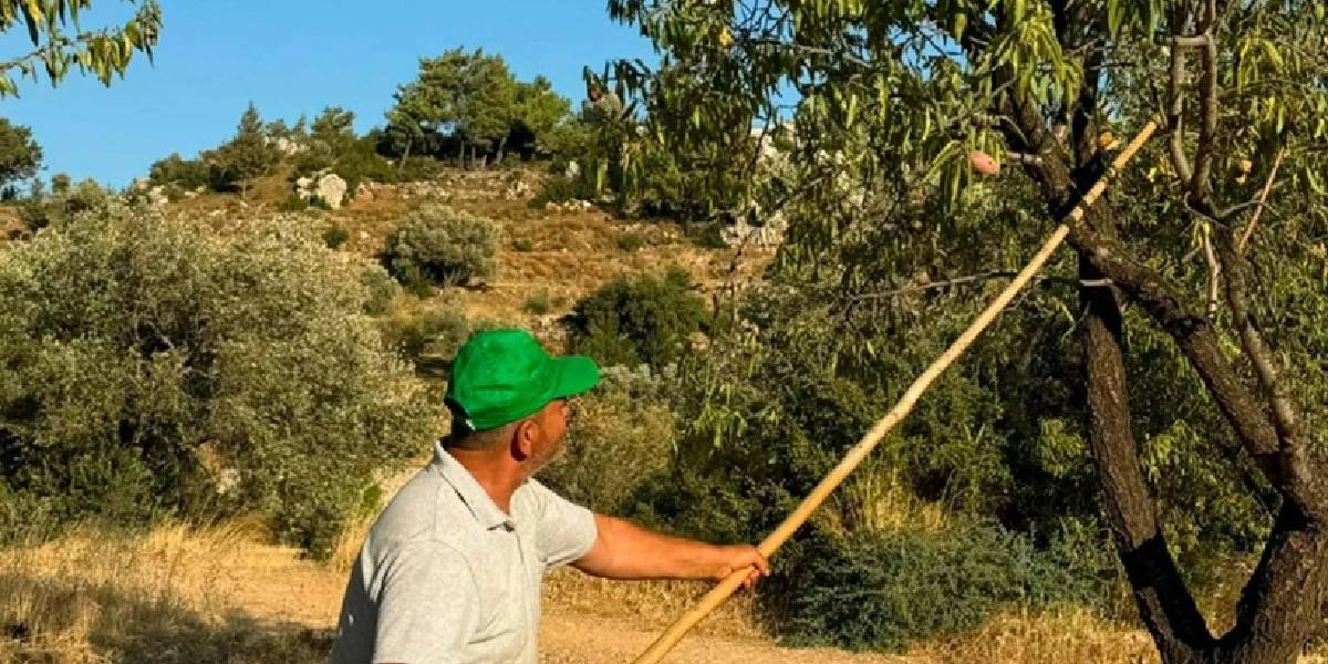 datca-bademi-hasadi-basladi-2.jpg