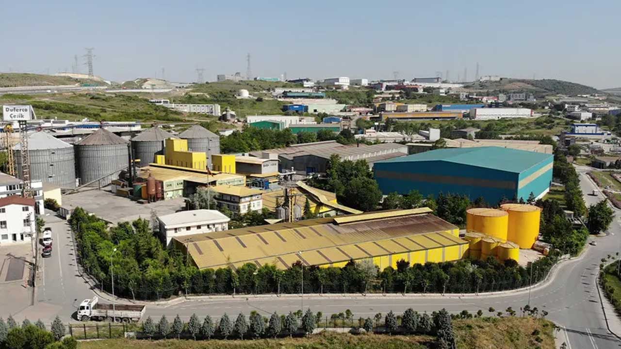 soya2.jpg