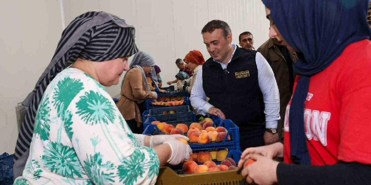bilecikte-nektarin-hasadi-basladi-1.jpg