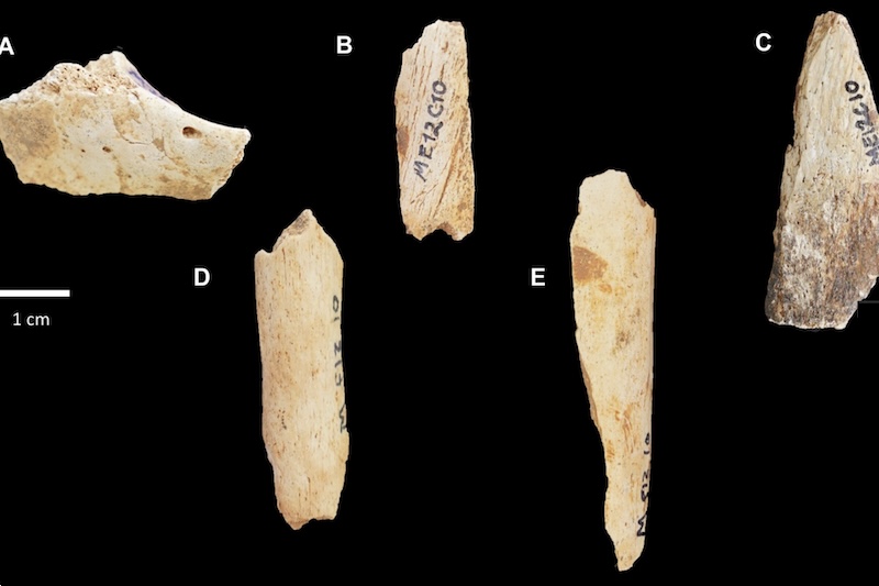 neandertaller.jpeg