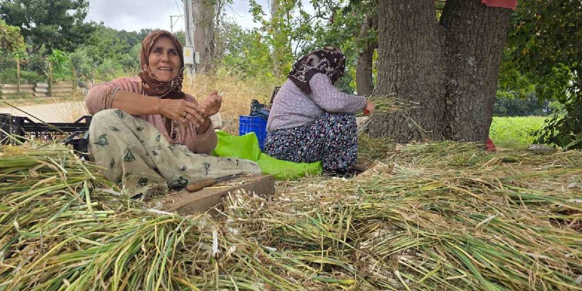 balikesirde-pirasa-uretimi-1.jpg