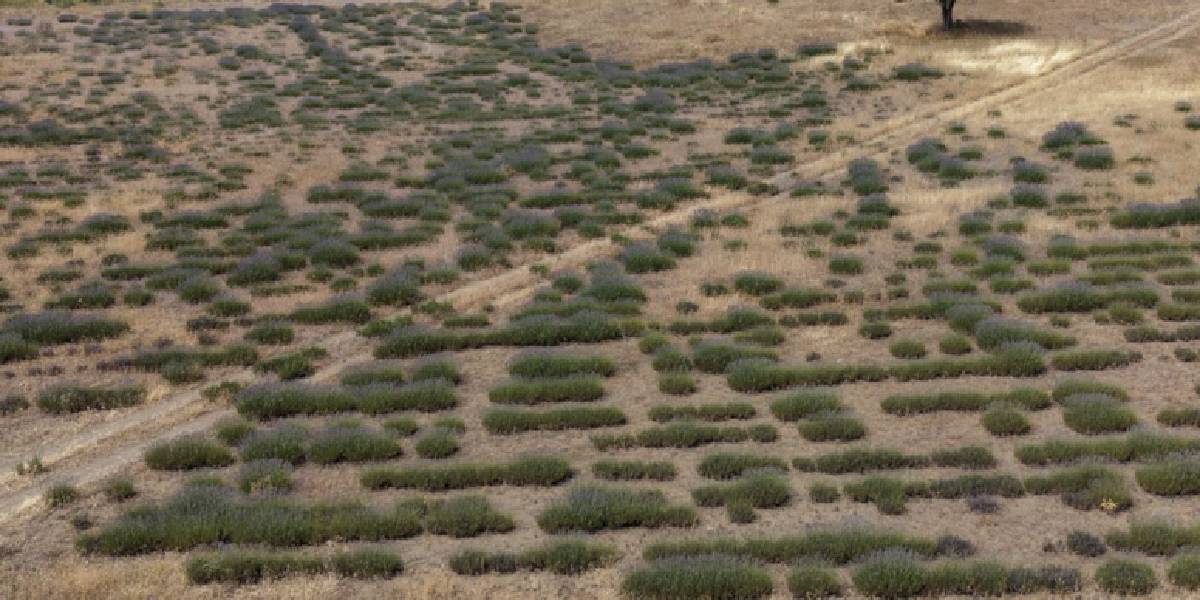 gumushanede-lavanta-hasadi-1.jpg