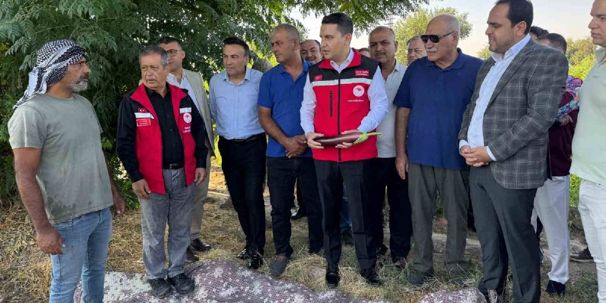 sanliurfada-birecik-patlicani-hasadi-2.jpg