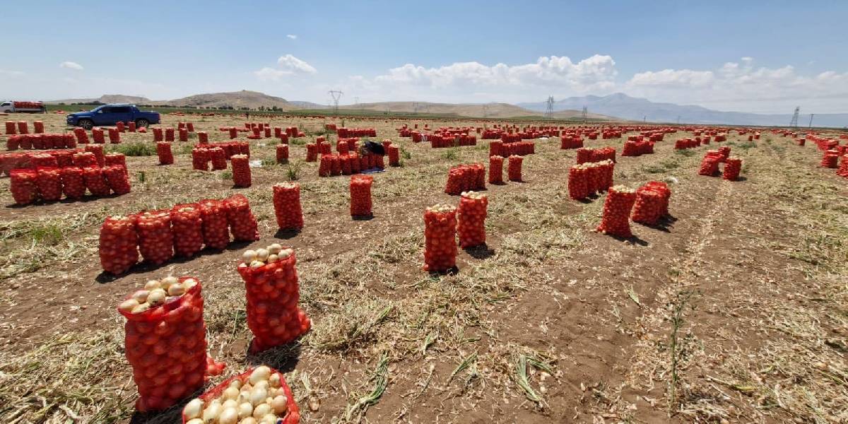 karamanda-yazlik-sogan-1.jpg