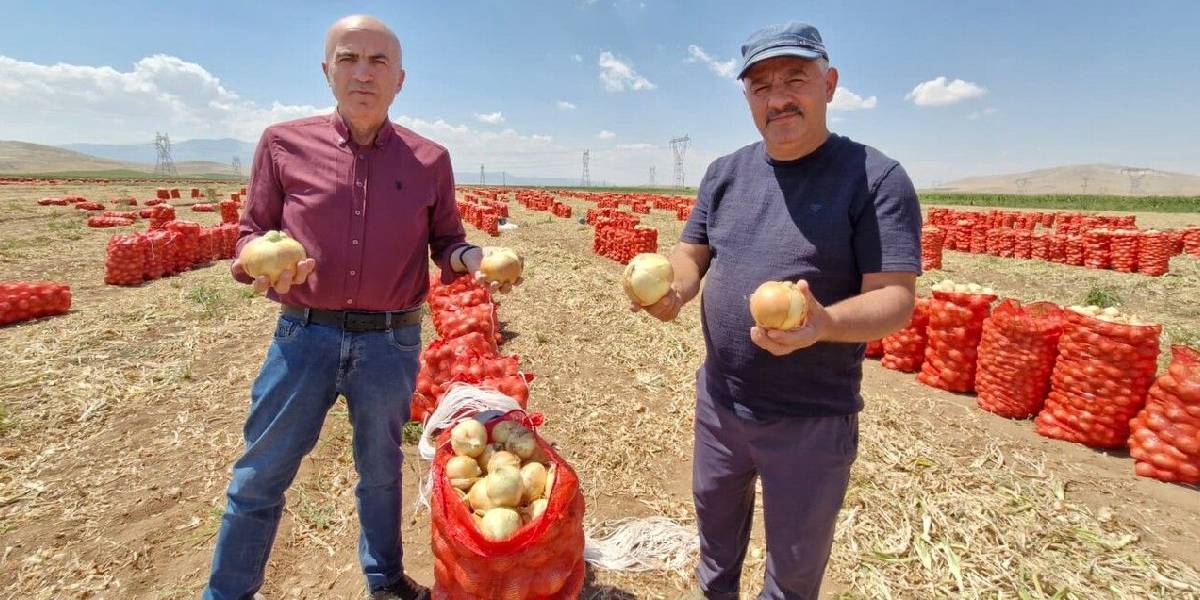 karamanda-yazlik-sogan-2.jpg