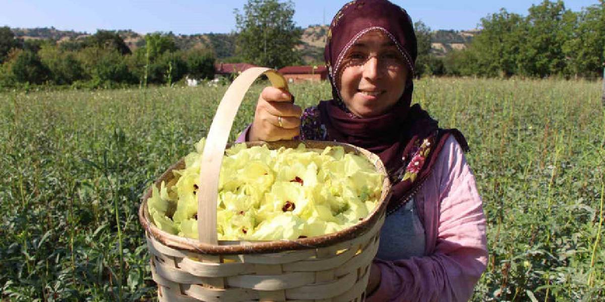 amasyada-cicek-bamya-hasadi-1.jpg