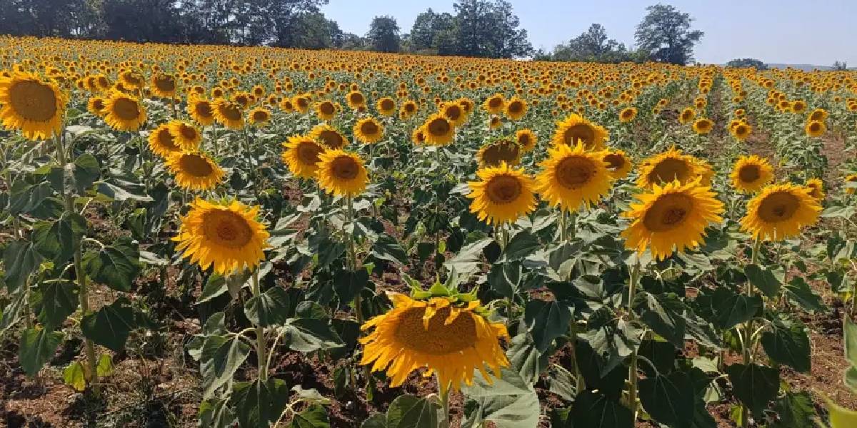 bilecikte-aycicegi-tarlalari-2.jpg