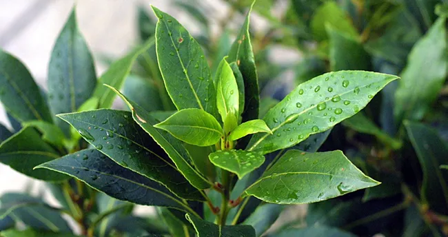 650x344-1589899817091.webp