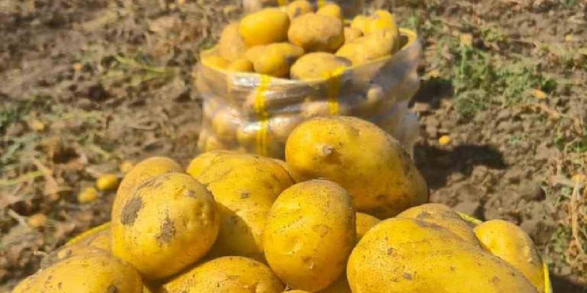 afyonkarahisarda-patates-hasadi-1.jpg