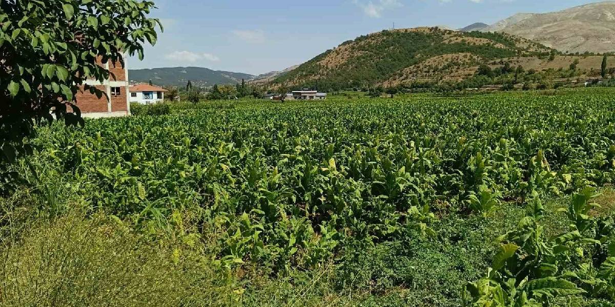 adiyamanda-tutun-1.jpg