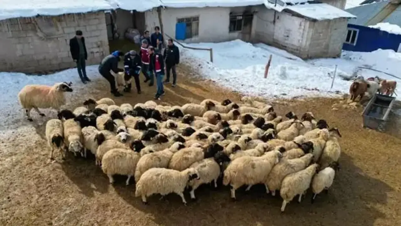 vanda-kucukbas-hayvancilik-devlet-destegiyle-artiyor-1774187186-3873.webp