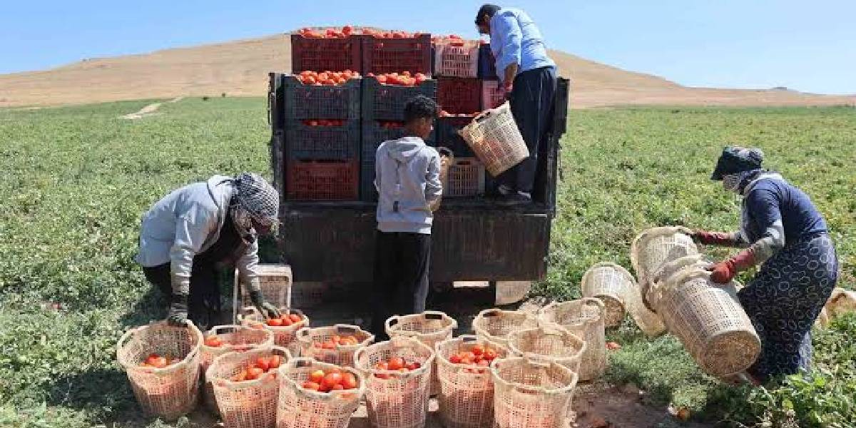 elazigda-domates-hasadi-1.jpg