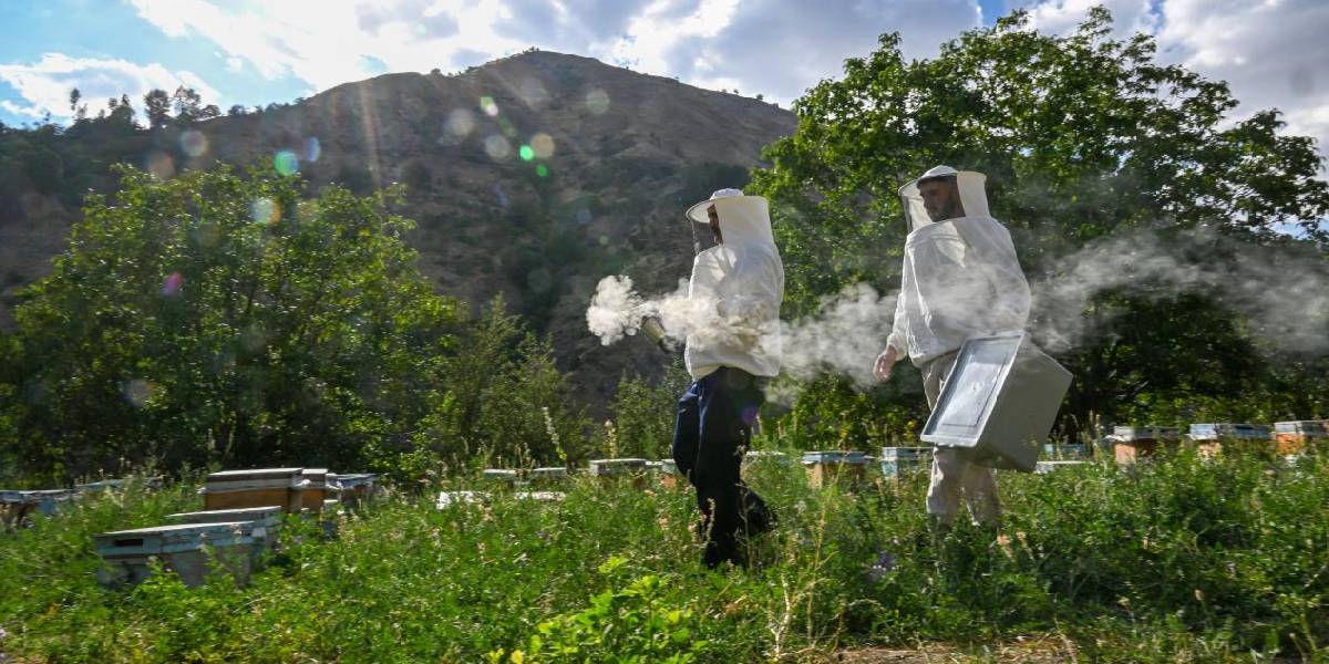 vanda-bal-hasadi-basladi-2.jpg