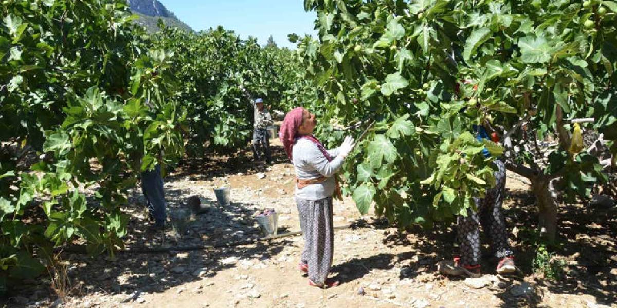 antalyada-bursa-siyah-inciri-2.jpg