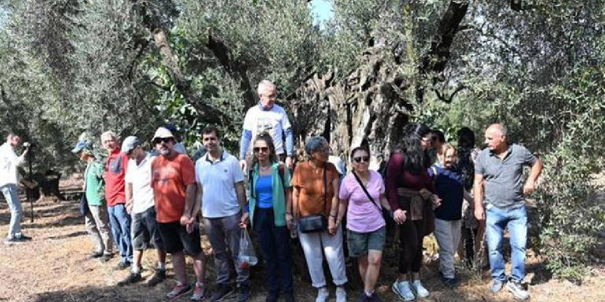 bursada-1500-yillik-zeytin-agaci-1.jpg