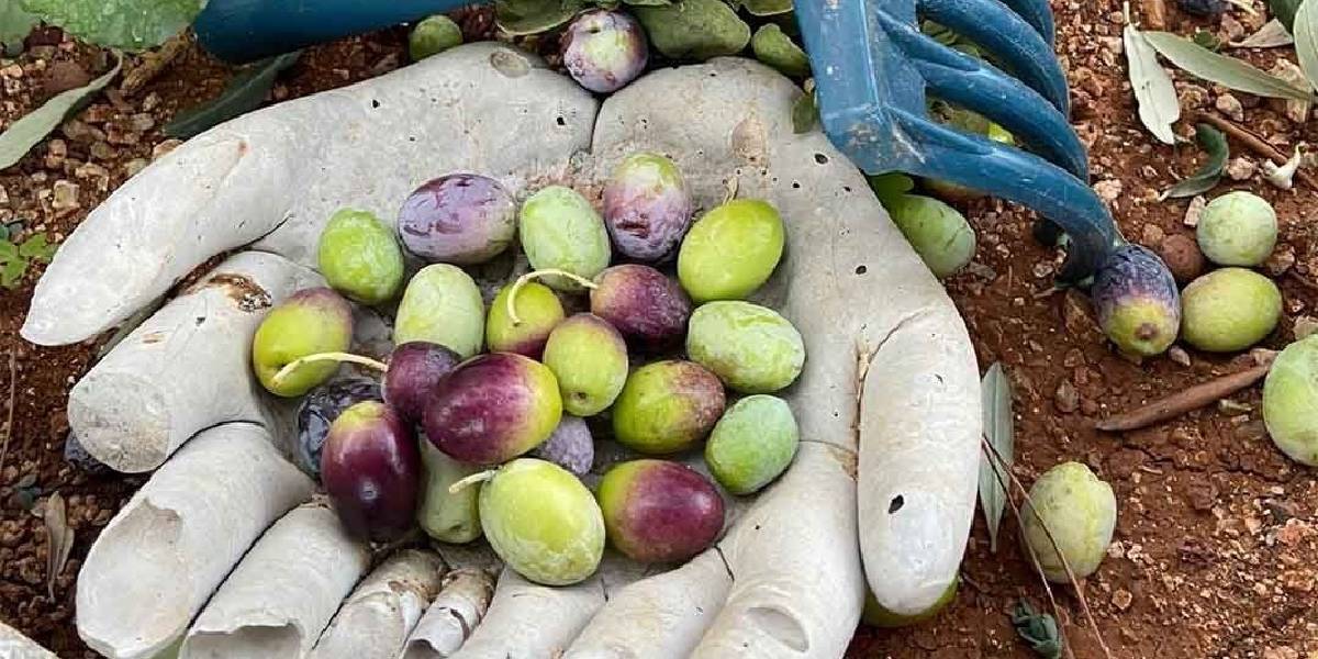 guney-marmarada-zeytin-hasadi-basladi-1.jpg